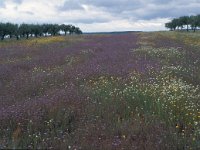 E, Caceres, Monroy 3, Saxifraga-Jan van der Straaten