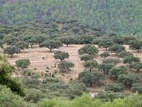 E, Caceres, Torrejon el Rubio 4, Saxifraga-Tom Heijnen