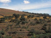 E, Caceres, Serradilla, Cerro Gimio 6, Saxifraga-Jan van der Straaten