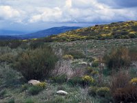 E, Caceres, Tornavacas, Puerto de Tornavacas 2, Saxifraga-Jan van der Straaten