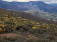 E, Caceres, Tornavacas, Puerto de Tornavacas 4, Saxifraga-Jan van der Straaten