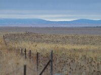 E, Caceres, Trujillo, CC-128 road to Caceres 10, Saxifraga-Tom Heijnen