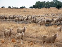 E, Caceres, Trujillo, CC-128 road to Caceres 5, Saxifraga-Tom Heijnen