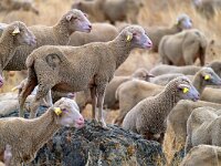 E, Caceres, Trujillo, CC-128 road to Caceres 7, Saxifraga-Tom Heijnen