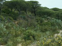 E, Cadiz, Barbate 17, Saxifraga-Jan van der Straaten