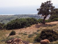 E, Cadiz, Bolonia, Sierra de la Plata 2, Saxifraga-Jan van der Straaten