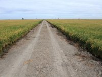 E, Cadiz, Dos Hermanas, Brazo del Este 1, rice field, Saxifraga-Dirk Hilbers