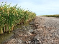 E, Cadiz, Dos Hermanas, Brazo del Este 2, rice field, Saxifraga-Dirk Hilbers