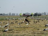 E, Cadiz, Dos Hermanas, Brazo del Este 4, rice field, Saxifraga-Dirk Hilbers