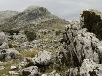 E, Cadiz, Grazalema 13, Saxifraga-Jan van der Straaten