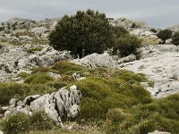 E, Cadiz, Grazalema 14, Saxifraga-Jan van der Straaten