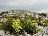 E, Cadiz, Grazalema 15, Saxifraga-Jan van der Straaten