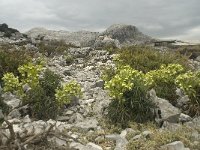 E, Cadiz, Grazalema 19, Saxifraga-Willem van Kruijsbergen