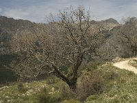 E, Cadiz, Grazalema 39, Saxifraga-Willem van Kruijsbergen