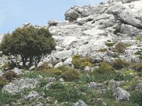 E, Cadiz, Grazalema, Salto de Cabrero 2, Saxifraga-Jan van der Straaten