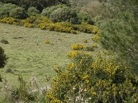 E, Cadiz, Jimena de la Frontera, Alcornocales 16, Saxifraga-Jan van der Straaten