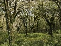 E, Cadiz, Jimena de la Frontera, Alcornocales 23, Saxifraga-Jan van der Straaten