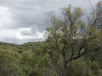 E, Cadiz, Jimena de la Frontera, Alcornocales 27, Saxifraga-Jan van der Straaten