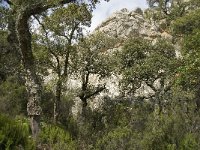 E, Cadiz, Jimena de la Frontera, Alcornocales 31, Saxifraga-Jan van der Straaten