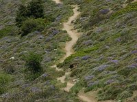 E, Cadiz, Ronda, Sierra de las Nieves 1, Saxifraga-Dirk Hilbers