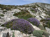 E, Cadiz, Ronda, Sierra de las Nieves 11, Saxifraga-Dirk Hilbers