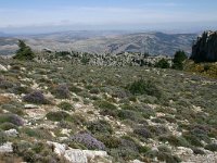 E, Cadiz, Ronda, Sierra de las Nieves 7, Saxifraga-Dirk Hilbers