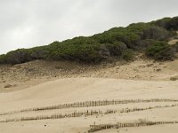 E, Cadiz, Tarifa, Bolonia, Duna de Bolonia 21, Saxifraga-Willem van Kruijsbergen