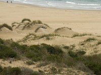 E, Cadiz, Tarifa, Bolonia, Duna de Bolonia 9, Saxifraga-Willem van Kruijsbergen