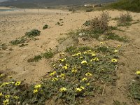 E, Cadiz, Tarifa, El Lentiscal 7, Saxifraga-Willem van Kruijsbergen