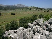 E, Cadiz, Villaluenga del Rosario, Llano del republicano 1, Saxifraga-Dirk Hilbers