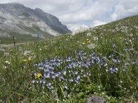 E, Cantabria, Camaleno, Fuente De 64, Saxifraga-Willem van Kruijsbergen