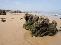 E, Cantabria, Liencres, Dunas de Liencres 10, Saxifraga-Willem van Kruijsbergen