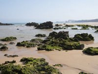 E, Cantabria, Liencres, Dunas de Liencres 11, Saxifraga-Willem van Kruijsbergen