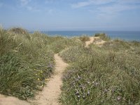 E, Cantabria, Liencres, Dunas de Liencres 3, Saxifraga-Willem van Kruijsbergen