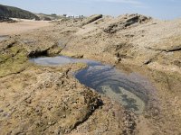 E, Cantabria, Liencres, Dunas de Liencres 44, Saxifraga-Willem van Kruijsbergen