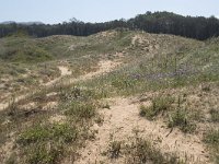 E, Cantabria, Liencres, Dunas de Liencres 53, Saxifraga-Willem van Kruijsbergen