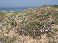 E, Cantabria, Liencres, Dunas de Liencres 56, Saxifraga-Willem van Kruijsbergen