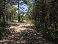 E, Cantabria, Liencres, Dunas de Liencres 67, Saxifraga-Willem van Kruijsbergen