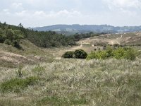 E, Cantabria, Liencres, Dunas de Liencres 74, Saxifraga-Willem van Kruijsbergen