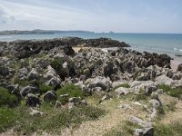 E, Cantabria, Liencres, Dunas de Liencres 90, Saxifraga-Willem van Kruijsbergen