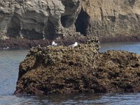 E, Cantabria, Liencres, Punta del Pino 26, Saxifraga-Willem van Kruijsbergen