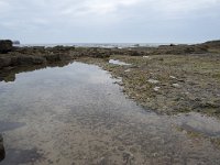 E, Cantabria, Miengo, Playa de los Caballos 28, Saxifraga-Willem van Kruijsbergen