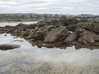 E, Cantabria, Miengo, Playa de los Caballos 30, Saxifraga-Willem van Kruijsbergen