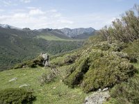 E, Cantabria, Vega de Liebana, Puerto de San Glorio 17, Saxifraga-Willem van Kruijsbergen