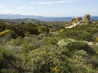 E, Girona, Cadaques, Cap de Creus 14, Saxifraga-Marijke Verhagen