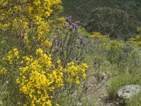 E, Girona, Cadaques, Cap de Creus 9, Saxifraga-Marijke Verhagen