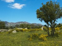 E, Girona, Castello d Empuries, Estany de Vilaut 1, Saxifraga-Jan van der Straaten