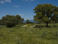 E, Girona, Castello d Empuries, Estany de Vilaut 11, Saxifraga-Jan van der Straaten