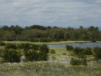 E, Girona, Castello d Empuries, Estany de Vilaut 14, Saxifraga-Jan van der Straaten