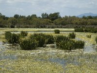 E, Girona, Castello d Empuries, Estany de Vilaut 15, Saxifraga-Jan van der Straaten